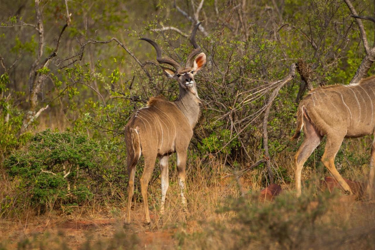 Nungu Game Lodge Lephalale Kültér fotó