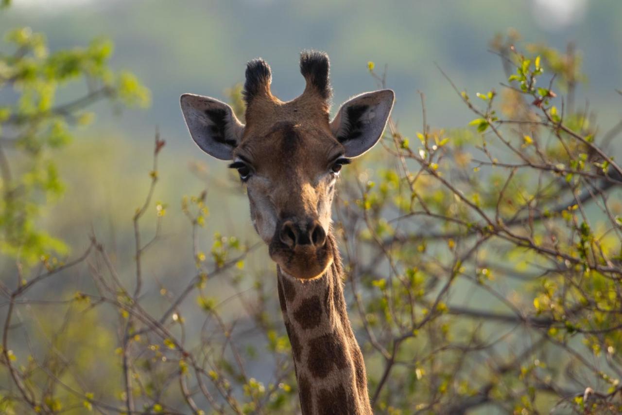 Nungu Game Lodge Lephalale Kültér fotó